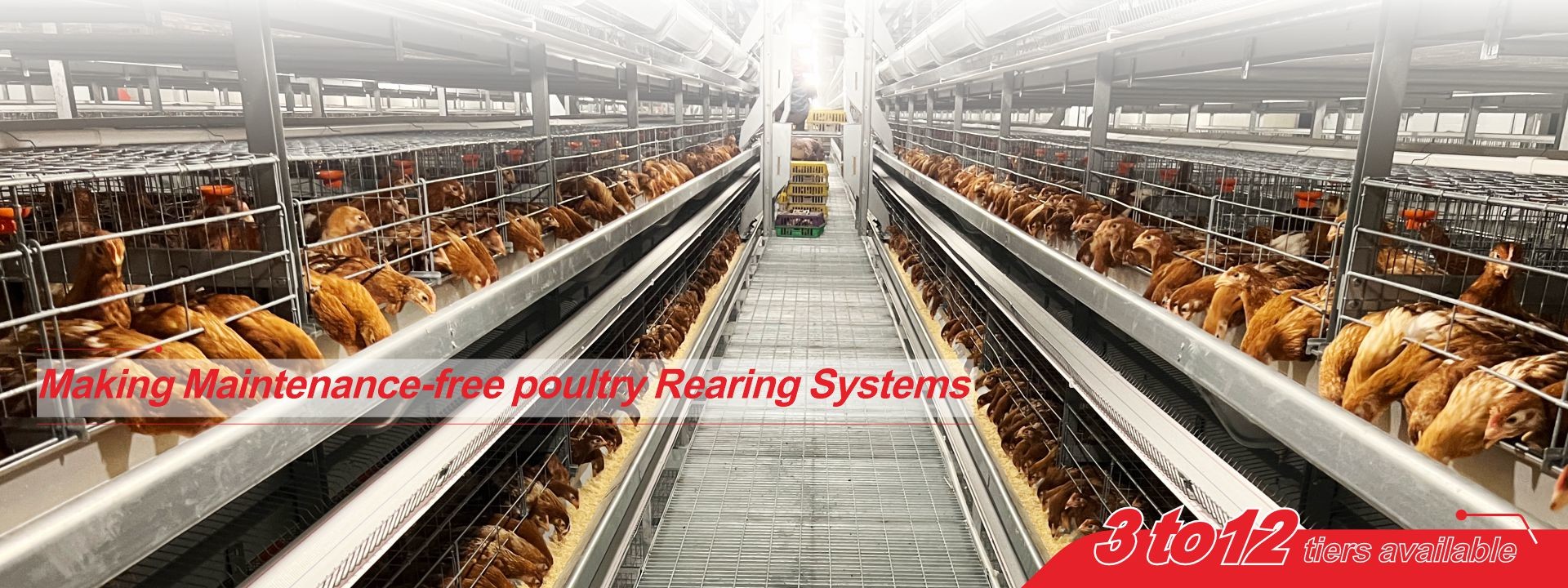 kwaliteit Legbatterijensysteem voor pluimvee fabriek