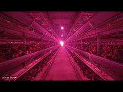 1800×600×450mm H-type pluimveebatterij kooi systeem lage ei breuk snelheid voor laagbouw