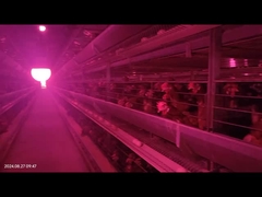 Grote ruimte Automatisch pluimvee mest verwijdering systeem voor fokker kip batterij kooi