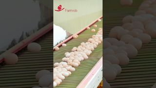 Boerderijroof | Stabiel eieropvangsysteem ontworpen en geproduceerd door Farmrob #poultryfarm #chicken