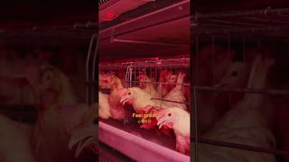 Boerderijroof | Het gelukkige leven van kippen #pluimveebedrijf #productie #