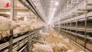 Farmroo welzijnssysteem